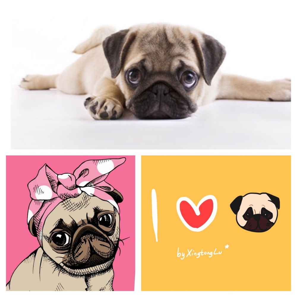 ISO or Seller Pug Dog Puppy Love